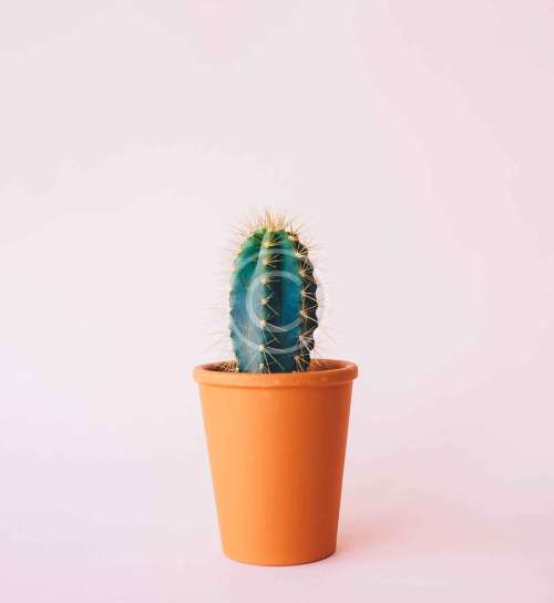 Rebutia donaldiana fiebrigii