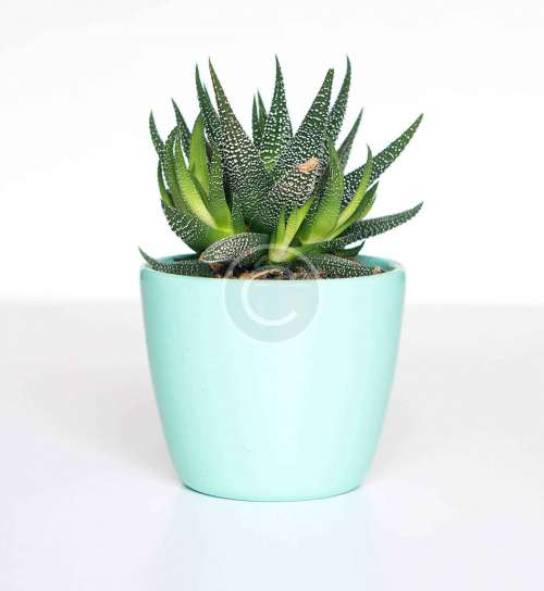 Haworthia veneosa tessellata