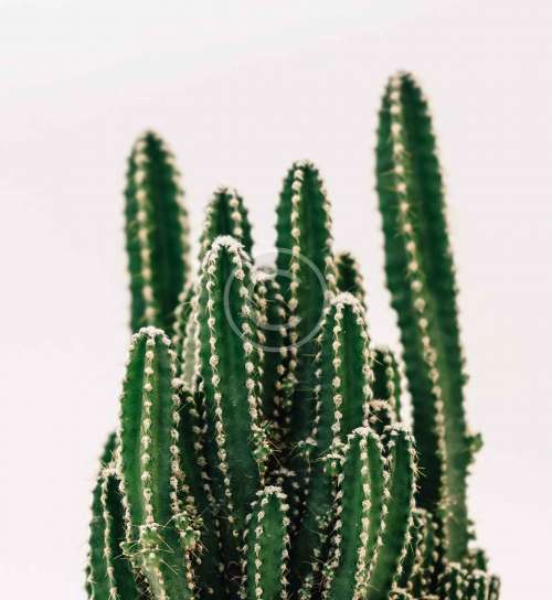 Espostoa melanostele