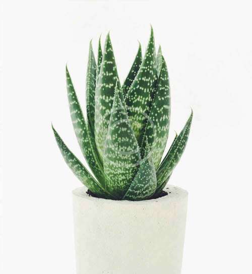 Agave parryi