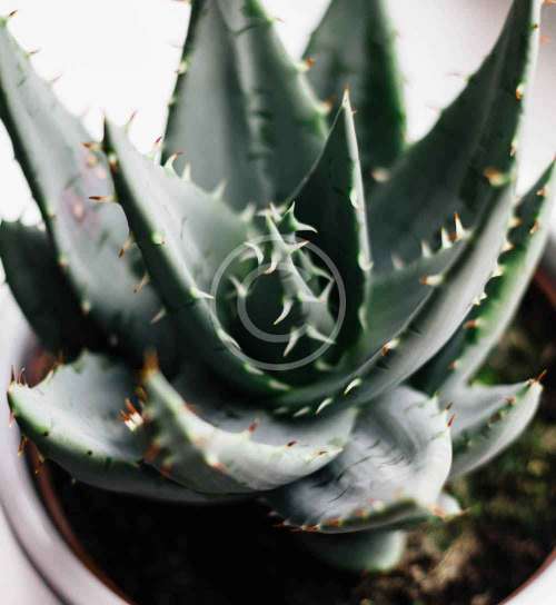 Crassula tetragona